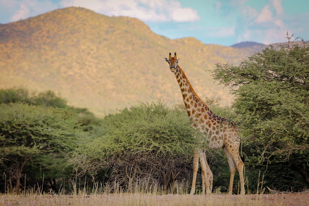 Giraffe, Namibie